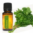 Esenciálny olej Cilantro (koriander) DoTerra