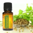 Esenciálny olej Coriander (koriander) DoTerra